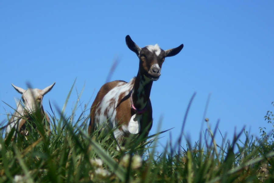 Betzy in the pasture