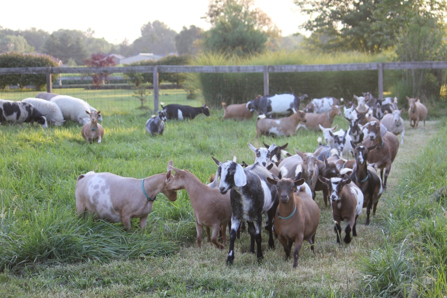 Does in front pasture