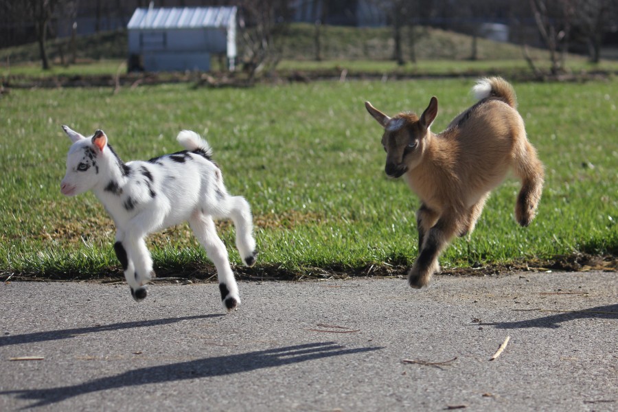 Kids outside running around