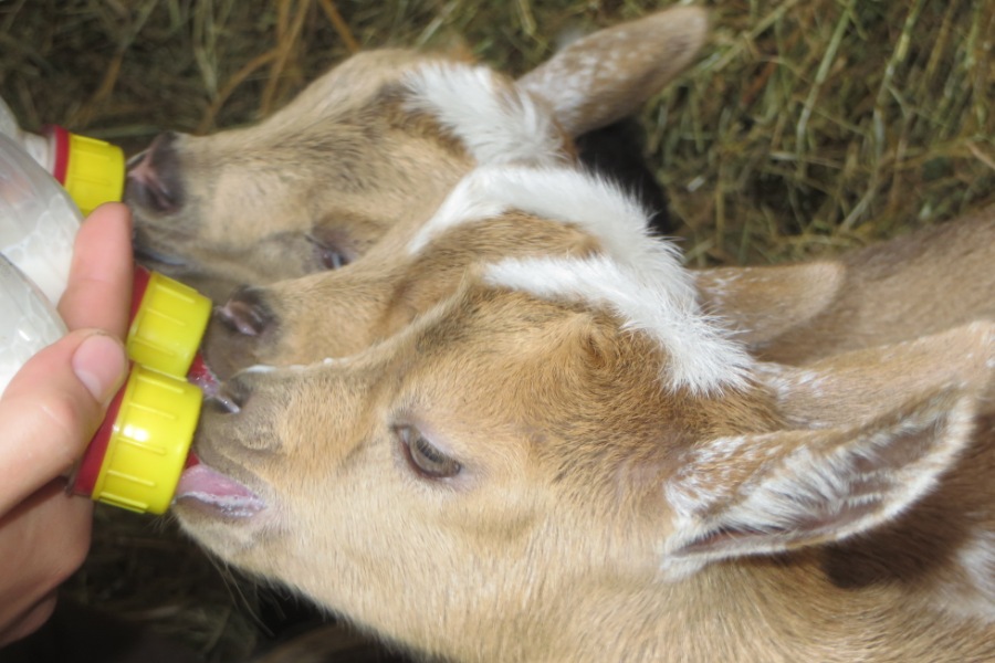 Bottlefeeding Sunshine's kids